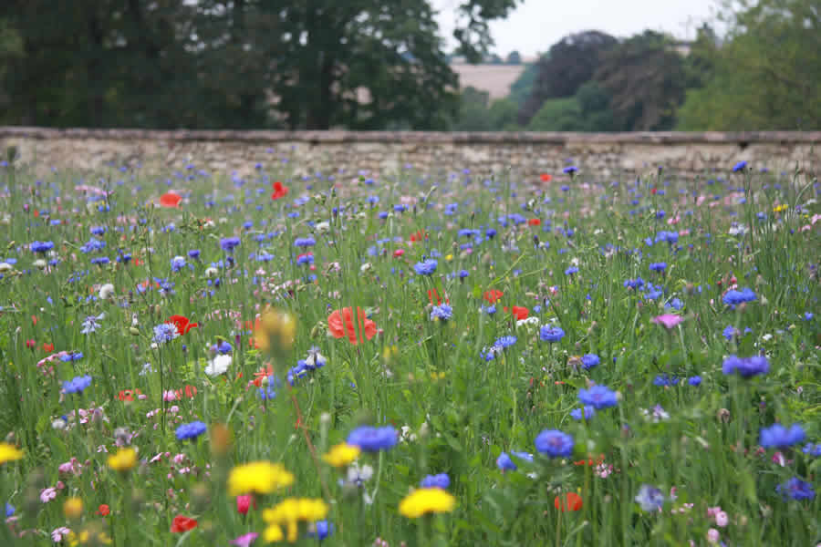 Chateau de Cogners wild flowers